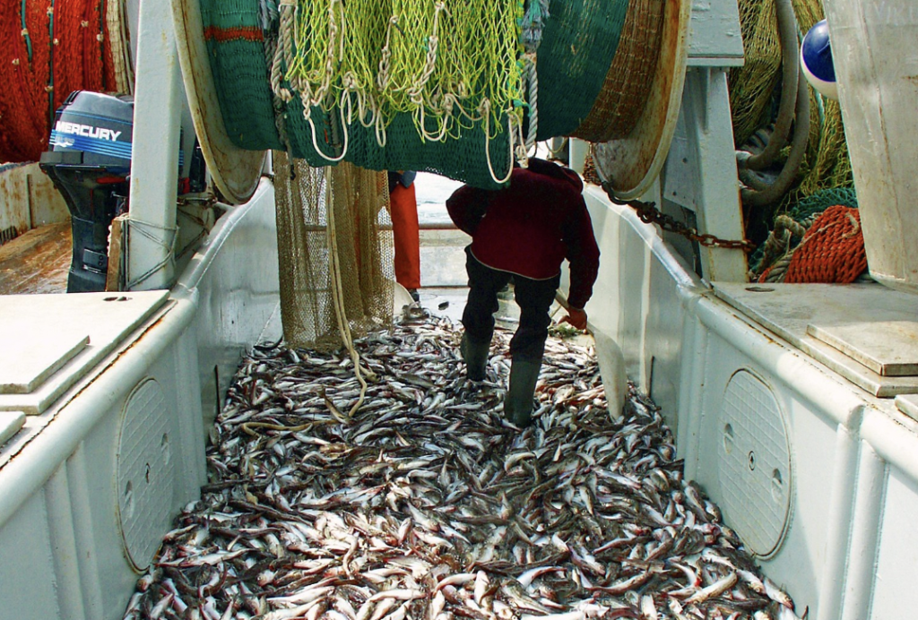 Trawl-caught pollock harvested during an Alaska research survey. (David Csepp/National Marine Fisheries Service)